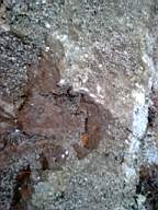 shannonbridge cap-1375.jpg